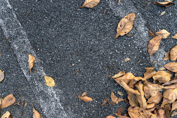 dry leaves lay on asphalt road background. dry leaf fram. top view. flat lay