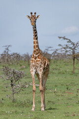 giraffe in the savannah