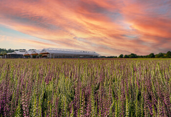 Heidekraut das in Töpfen gezogen wird, im Freien , in einer Großgärnerei, unter einen wunderschönen Abendhimmel.