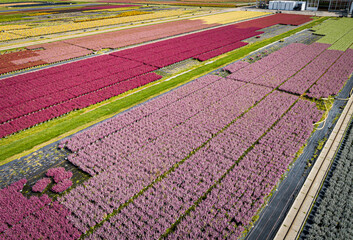 Luftaufnahme -  Aufzucht von Heidepflanzen in Töpfen, bis zur Verkaufsreife für den Blumenhandel.
