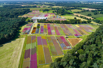 Pflanzenzucht - weite Felder mit Heidekraut. Luftaufnahme - Heide wird in Töpfen gezogen, bis zur...
