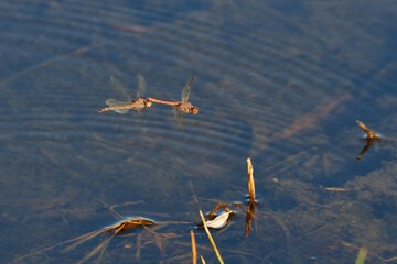 Große Heidelibelle (Sympetrum striolatum)  Paarung