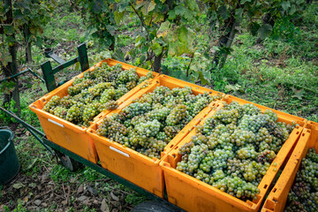 Abtransport der reifen Weintrauben aus dem Weinanbaugebiet.