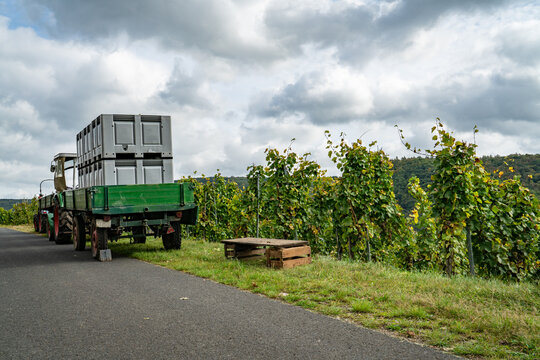 Abtransport der reifen Wintrauben aus dem Weinanbaugebiet.