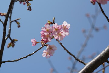 早咲きの寒非桜
