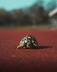 Tortoise on Start Line of Athletics Race Track