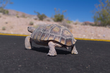Fototapeta premium Desert Tortoise in Death Valley shown walking on asphalt as it crosses Dante's View Road.