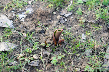 Green sprouts of tulips in the ground outdoors.