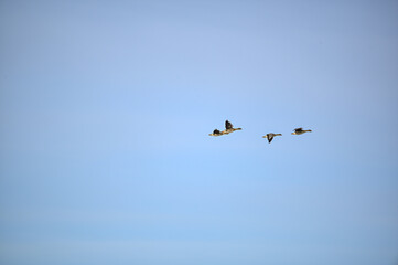 several bean goose flying in formation over Sweden