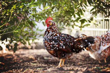 happy free range organic hen in an enclosure in the backyard