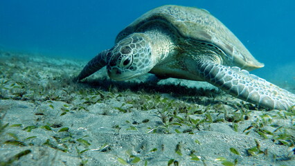 Obraz premium Big Green turtle on the reefs of the Red Sea.