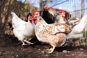 happy free range chickens in an enclosure in the backyard