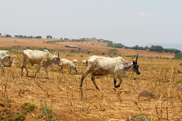 Herd of cattle grazing in the open field