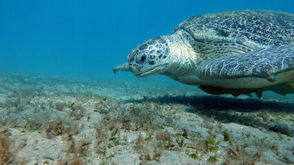 Big Green turtle on the reefs of the Red Sea.