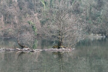 albero riflesso sul fiume