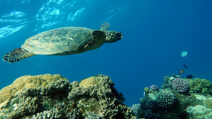 Obraz premium Sea turtles . Great Reef Turtle .Bissa.