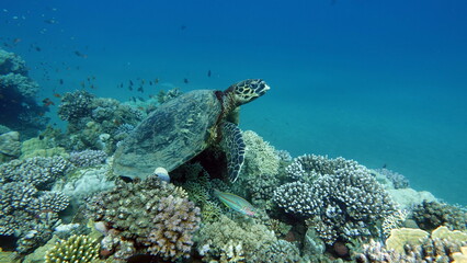 Sea turtles . Great Reef Turtle .Bissa.
