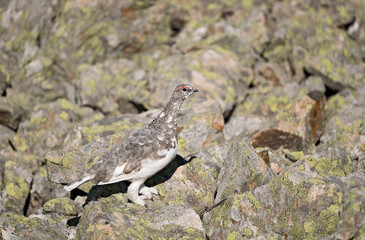 Lagopède alpin (lagopus mutus) en automne. Alpes. France