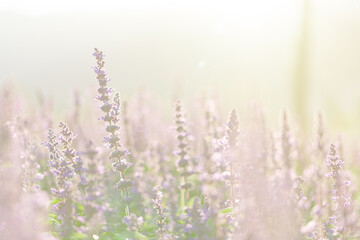 Obraz premium close up of lavender flowers in pastel blue color