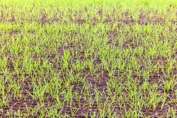 Green plants on a field