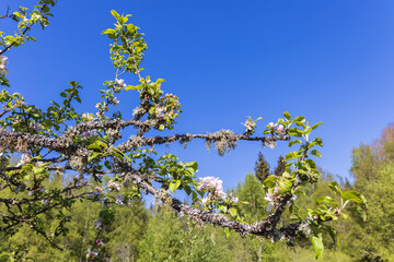 Flowering branch on an apple tree