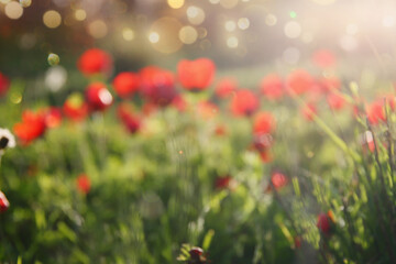 Abstract image of blurred red poppy in the green field at sun light