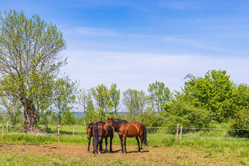 Obraz na płótnie Canvas Horses in a paddock in a sunny summer landscape