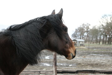 Head of a brown horse as side view