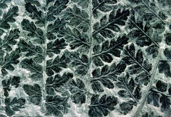 Fossilised fern of type Sphenopteris preserved in Carboniferous coal sample 300 million years old....