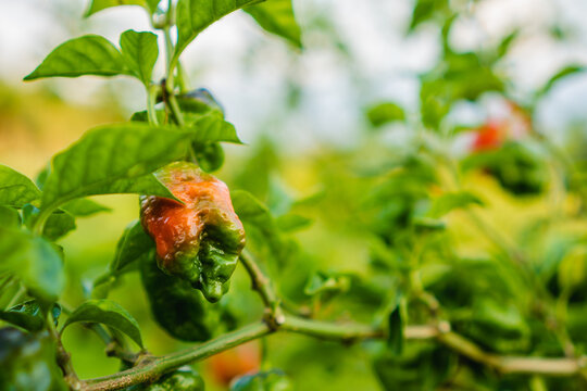 paprika plant with a baby morron just growing