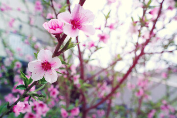 background of spring blossom tree. selective focus
