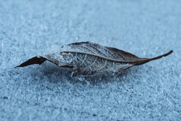 frozen leaf