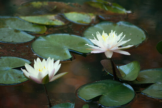 White Waterlilies 