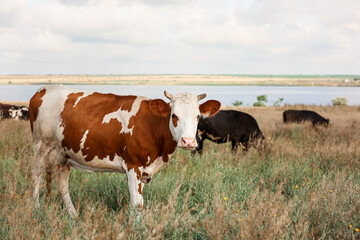 Brown and white cow grazing on green pasture