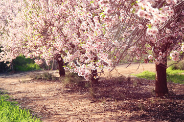 background of spring cherry blossoms tree. selective focus