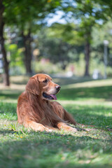 Golden Retriever lying on the grass in the park