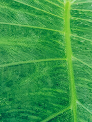 Close up fresh green alocasia leaf texture for nature background concept idea