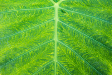 Close up of fresh green alocasia leaf texture for nature background concept idea