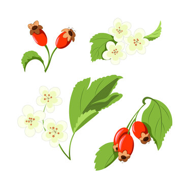 Hawthorn berry and flower vector illustration. Medicinal plant hawthorn berry stock image