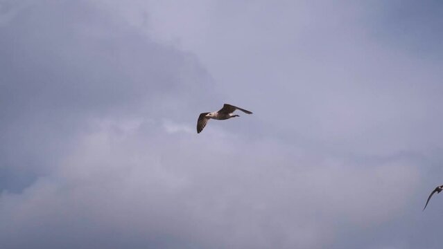 Bird is flying in cloudy sky. Freedom concept. Slow motion