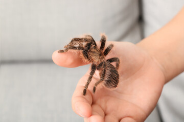 Female hand with scary tarantula spider in room, closeup