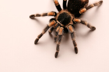 Scary tarantula spider on light background