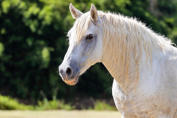 Obraz premium close in free white horse