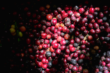 Group of fresh red berry coffee bean from a coffee tree