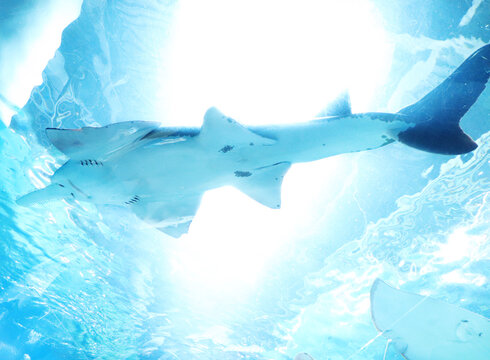 大きい魚 Images Browse 4 Stock Photos Vectors And Video Adobe Stock