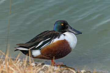 浅瀬に立つハシビロガモの雄
