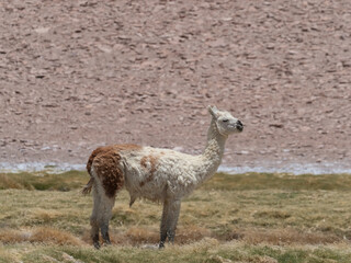 Wild vicuñas, guanacos and llamas grazing on the hills of the Atacama desert, Chile.