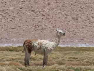 Fotobehang Wild vicuñas, guanacos and llamas grazing on the hills of the Atacama desert, Chile. © Luis