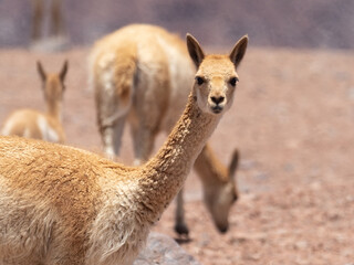 Wild vicuñas, guanacos and llamas grazing on the hills of the Atacama desert, Chile.