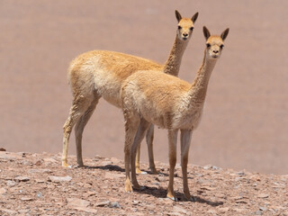 Wild vicuñas, guanacos and llamas grazing on the hills of the Atacama desert, Chile.